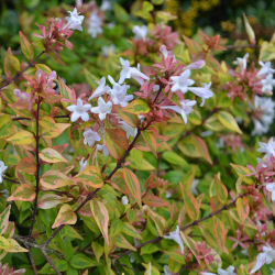 Abelia grandiflora 'Kaleidoscope'